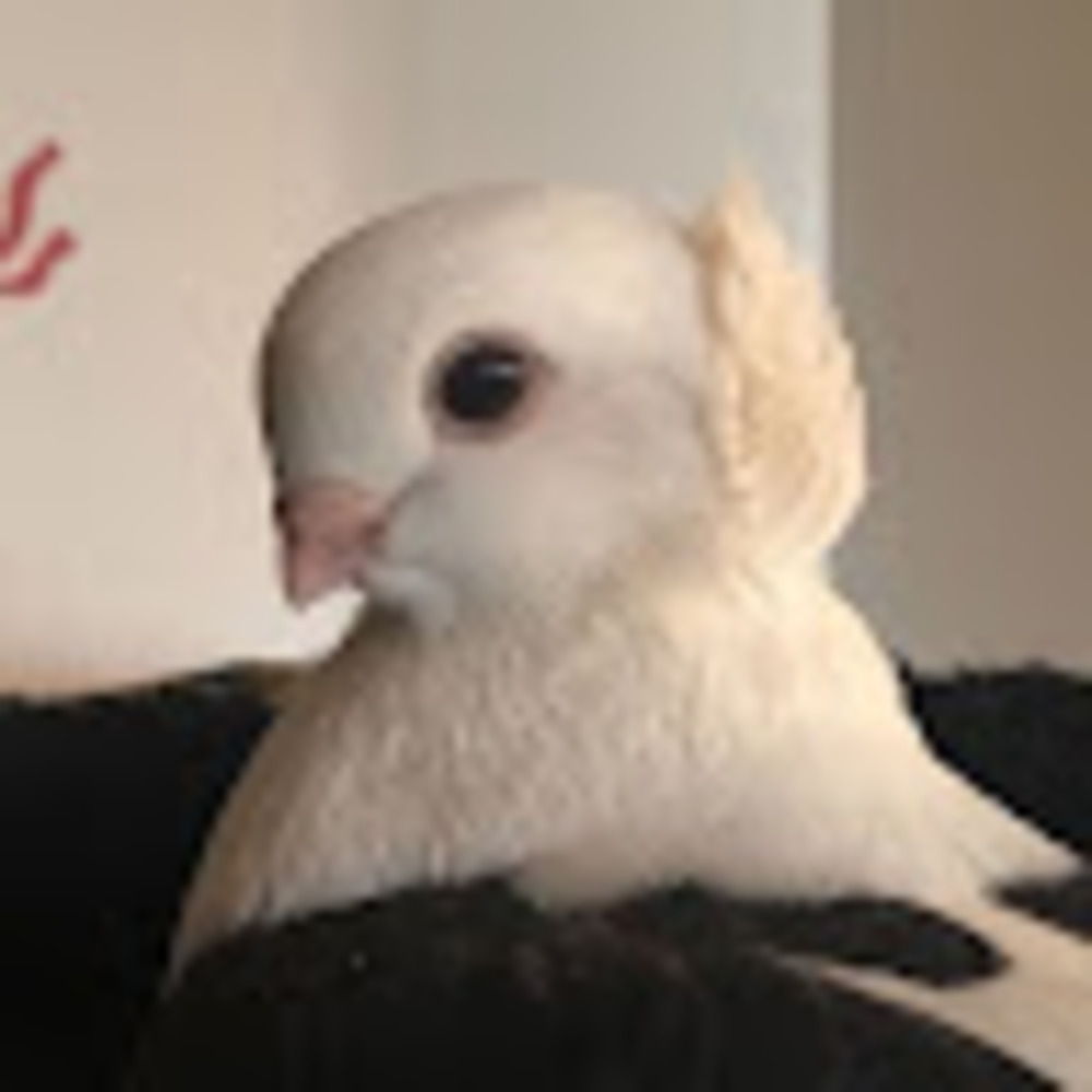 Meet your Posher, Rosalie